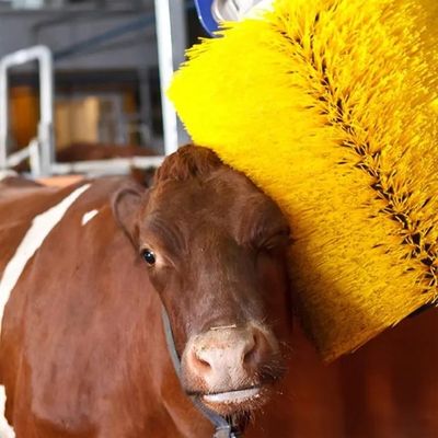 Молочная ферма корова царапает щеткой Автоматический царапатель 60 см